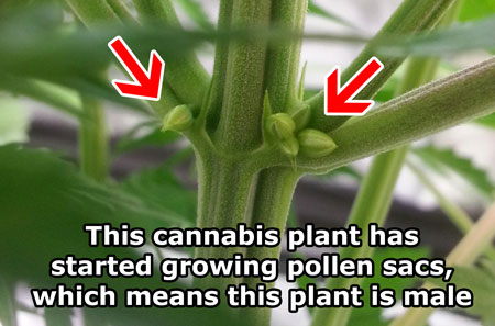 Мъжко растение