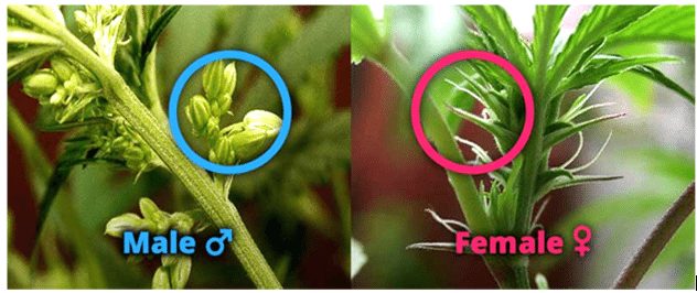 В ляво мъжко Канабис растение (син цвят).<br />В дясно Женско Канабис растение (червен цвят)