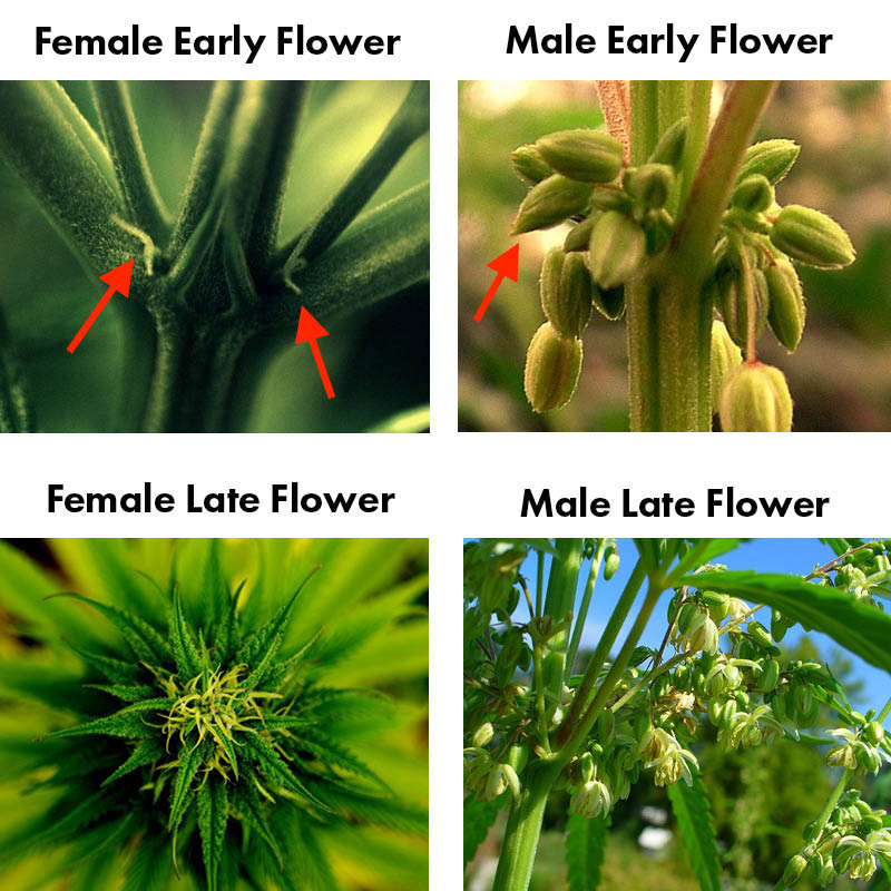 В ляво Женско Канабис растение. Горна лява снимка - Начален цъфтеж на Женско канабис растение.<br />Долна лява снимка - Напреднал цъфтеж на Женско канабис растение.<br />Горна дясна снимка - Начален цъфтеж на мъжко канабис растение.<br />Долна дясно снимка - Напреднал цъфтеж на мъжко канабис растение.