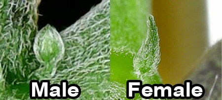 В ляво е Мъжко ( Male )<br />В дясно е Женско (Female)