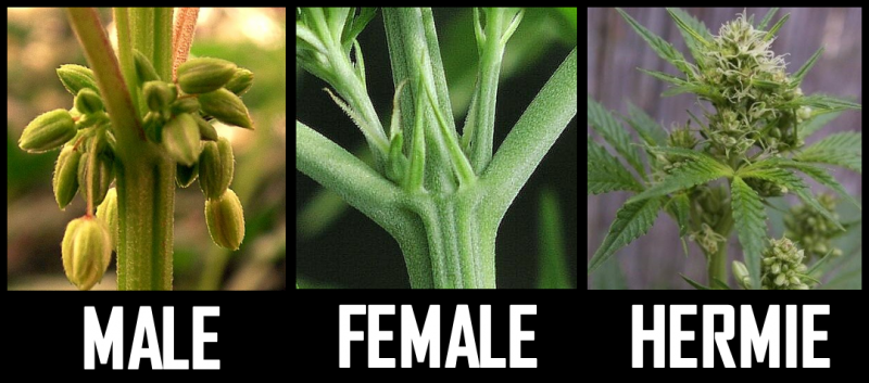 В ляво е Мъжко ( Male ) образуват чепки/топки с пръшец/полен<br />В средата е Женско (Female) образува бели косми/власини/съцветия<br />В дясно е Хермафродит ( Hermaphroditus ) които е образувал едновременно и мъжки и женски органи