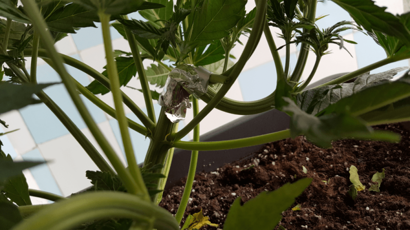 28 dni SuperCrop.png
