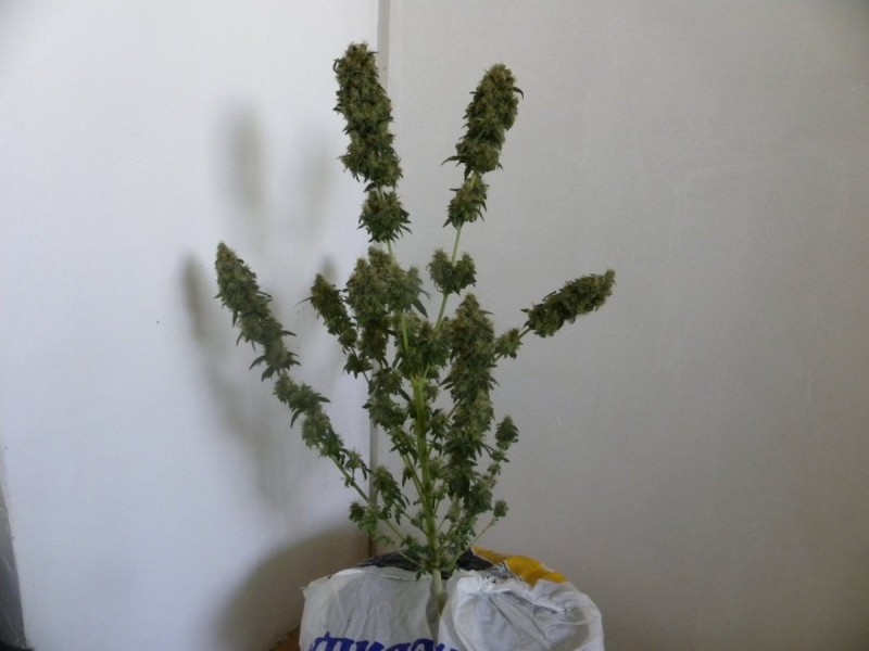 DSCN9980.JPG
