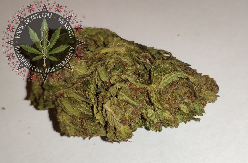 Afgani Kush x Skunk2.jpg