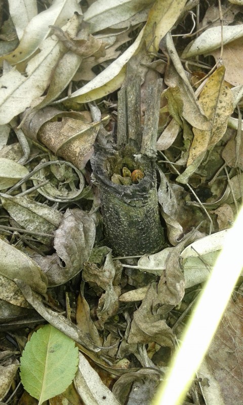 Стъбло Royal gorilla на 6 месеца.