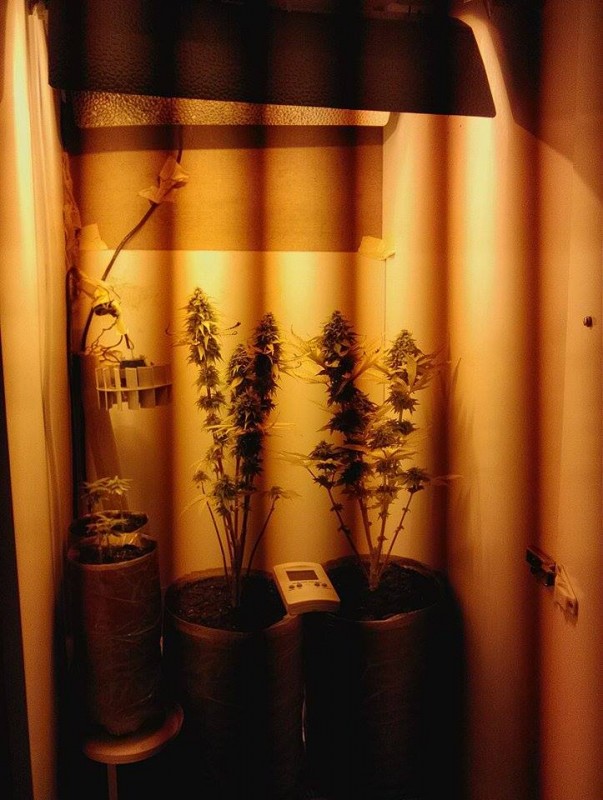 blue haze.jpg