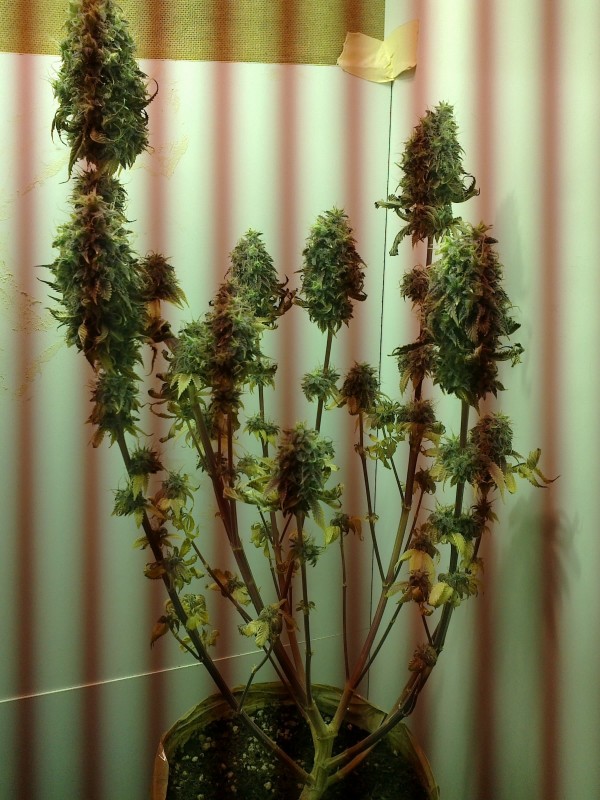 sour diesel.jpg