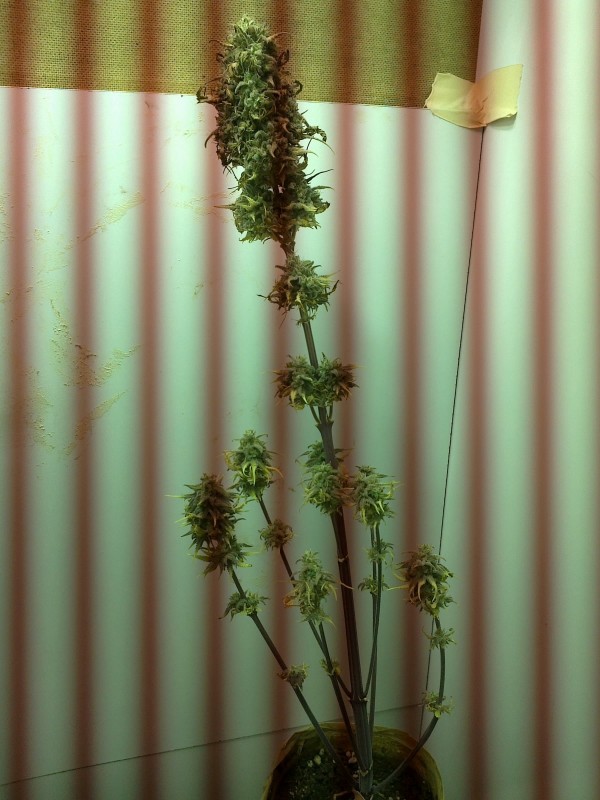 g13 haze.jpg