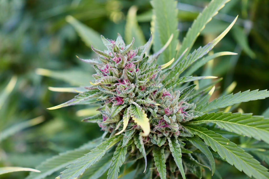 Растение марихуана тор браузер скачать онлайн гирда